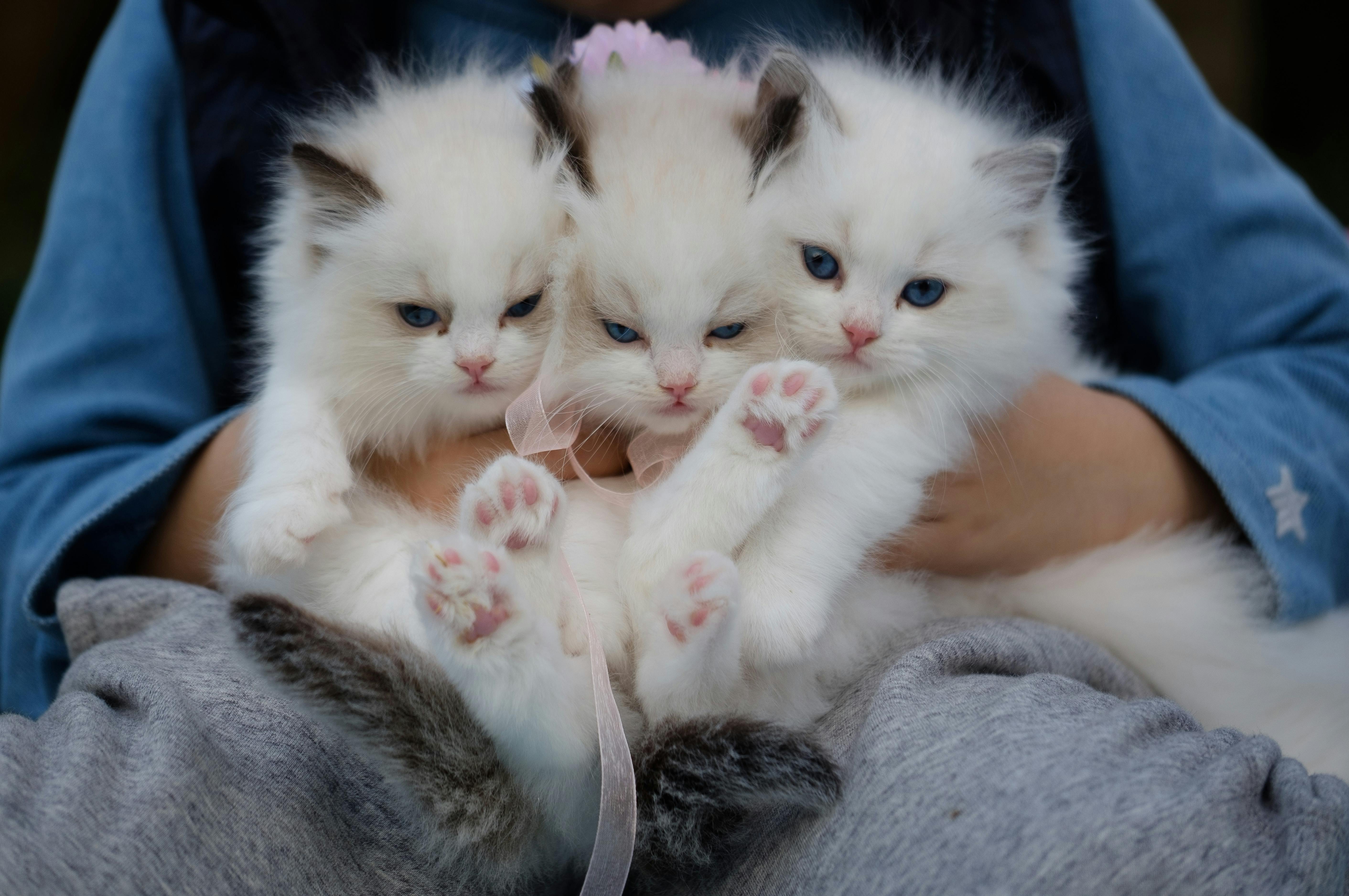 Landlords Beware: Ignoring Emotional Support Animal Laws Can Cost You Thousands